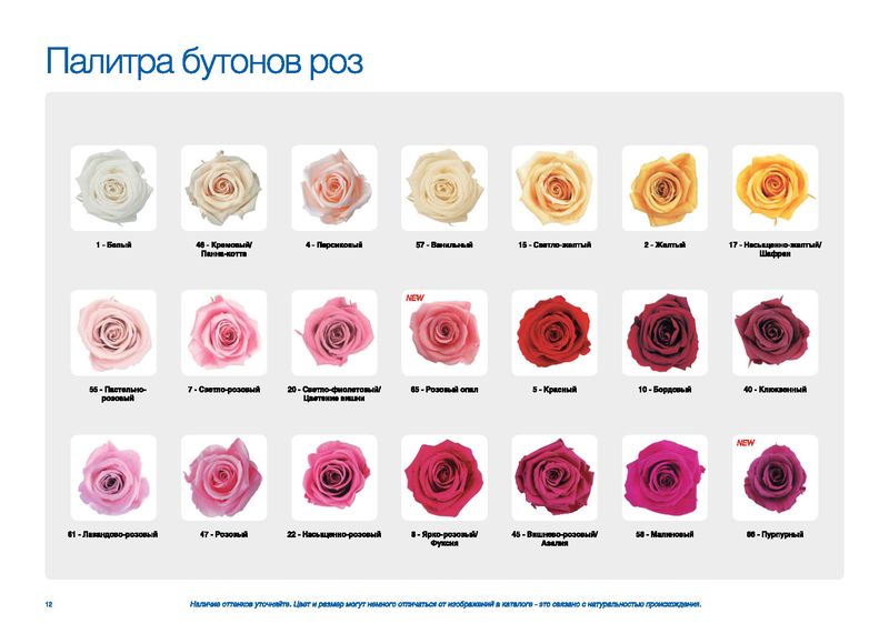 Как отличить розы. Наименование сортов роз. Таблица сортов роз. Сорта роз названия. Расцветки роз названия.